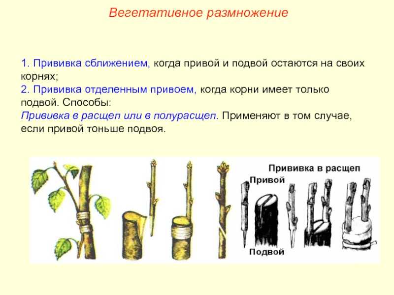 Экспертное мнение на каком расстоянии сажать яблони друг от друга