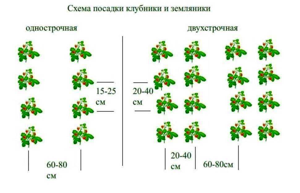 Можно ли сажать клубнику рядом с земляникой. можно ли сажать рядом ремонтантную клубнику и обычную: какая из них лучше? что такое переопыление клубники и какое оно оказывает влияние на посадку культур