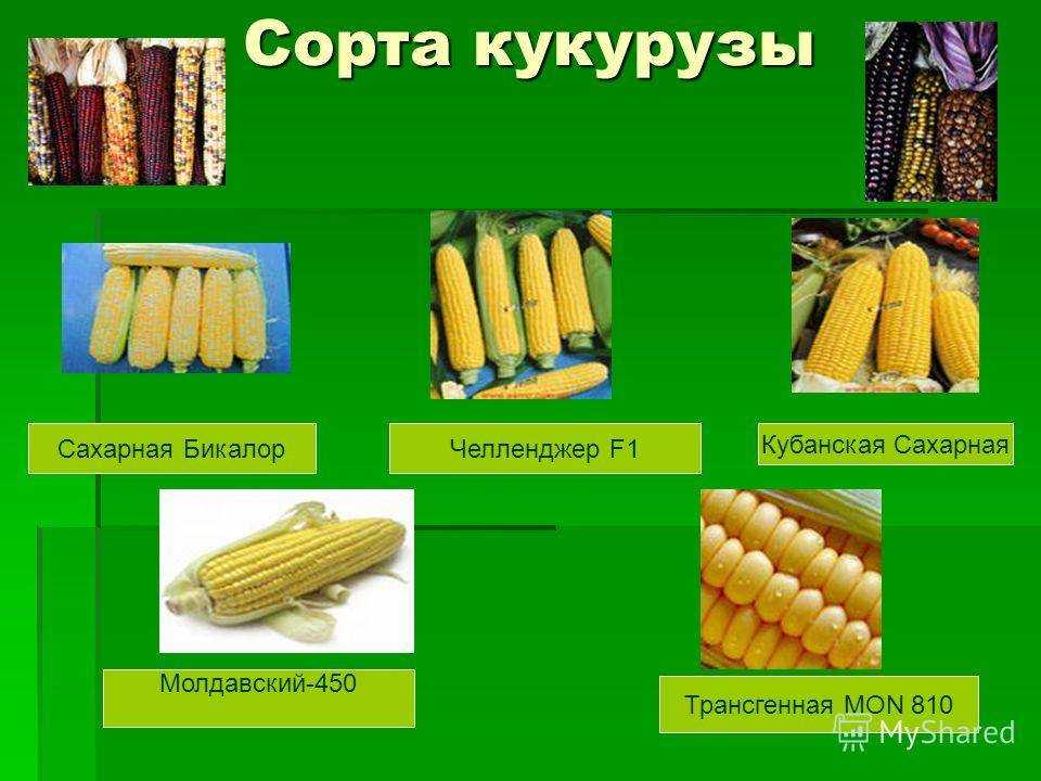 Посадка кукурузы в 2023 году: сроки посева, выращивание и уход