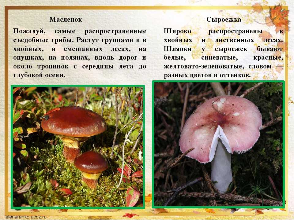 Какие грибы растут в соснах осенью. список лесных съедобных грибов с фото и советы начинающим грибникам