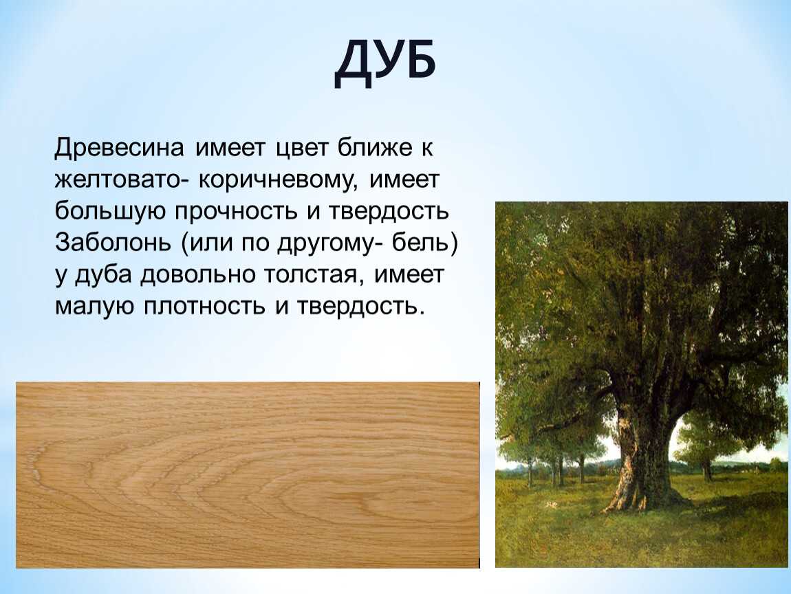 Бук европейский (лесной): описание, где растет, как вырастить, фото