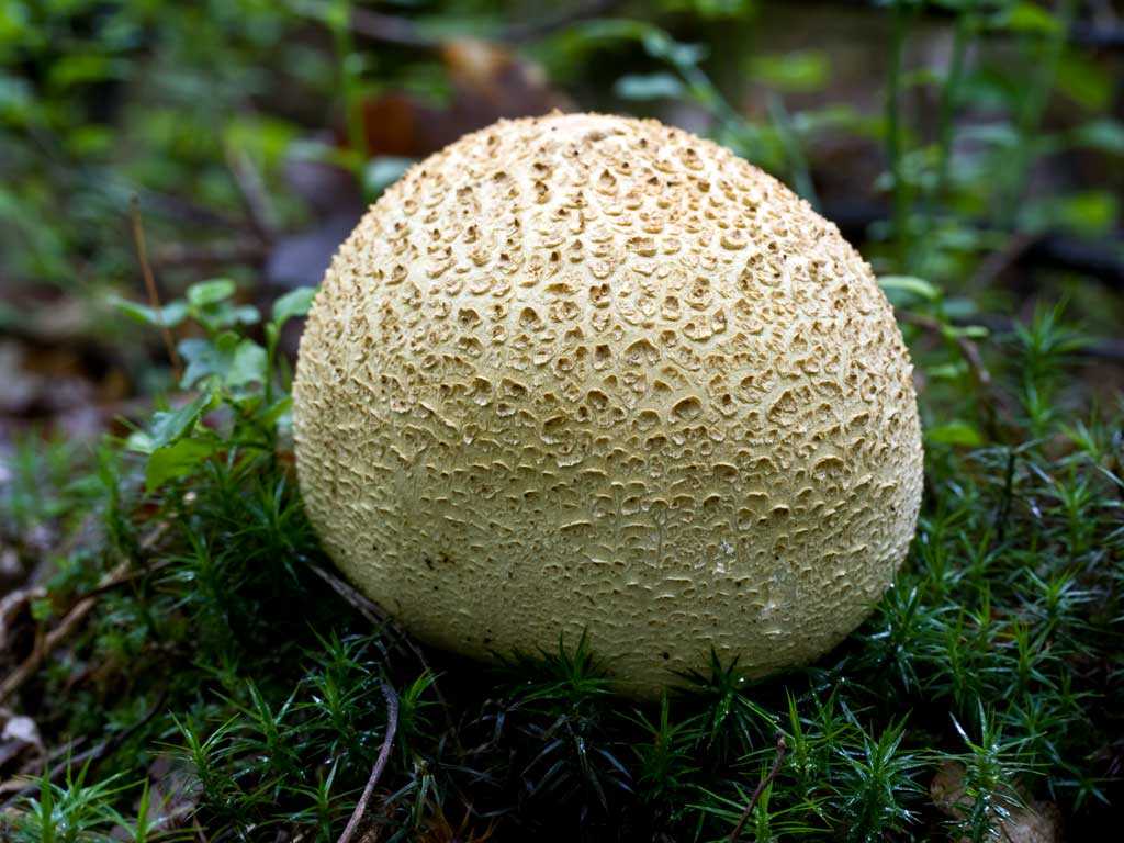 Как отличить гриб дождевик от разных видов ложнодождевика