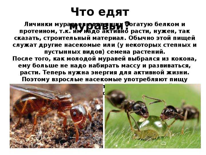 Кто ест муравьев из животных