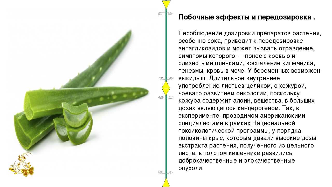 Лечебные свойства и противопоказания алоэ с медом: чем полезно, рецепты для желудка, от кашля, как приготовить лекарство для иммунитета, пропорции, отзывы