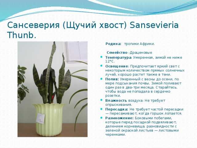 Особенности выращивания сансевиерии цилиндрической: посадка и условия содержания