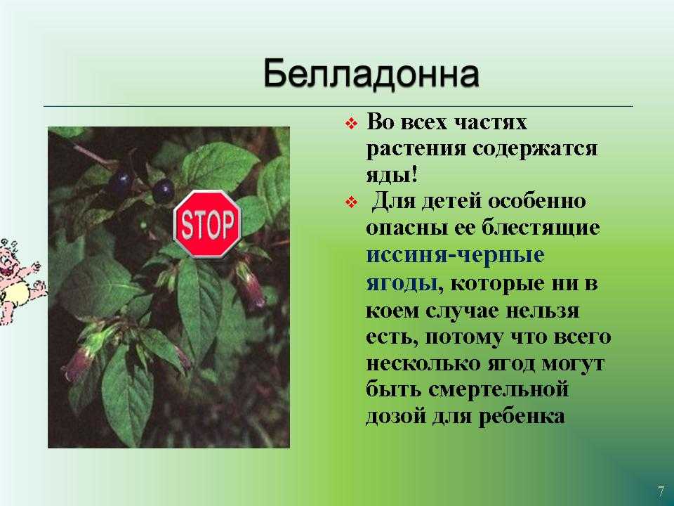 Можно ли держать дома орхидею: варианты почему хорошо или плохо