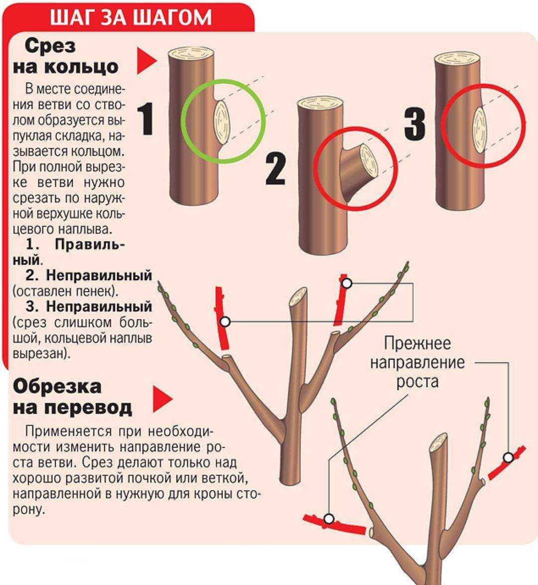 Обрезка деревьев осенью имеет немаловажное значение, ведь именно от нее зависит, насколько правильно будет сформирована крона дерева