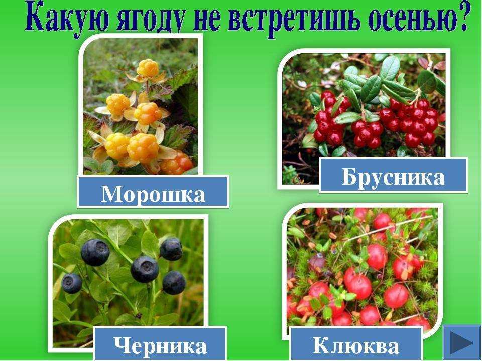 Что полезнее клюква или брусника — как отличить, полезные свойства ягод