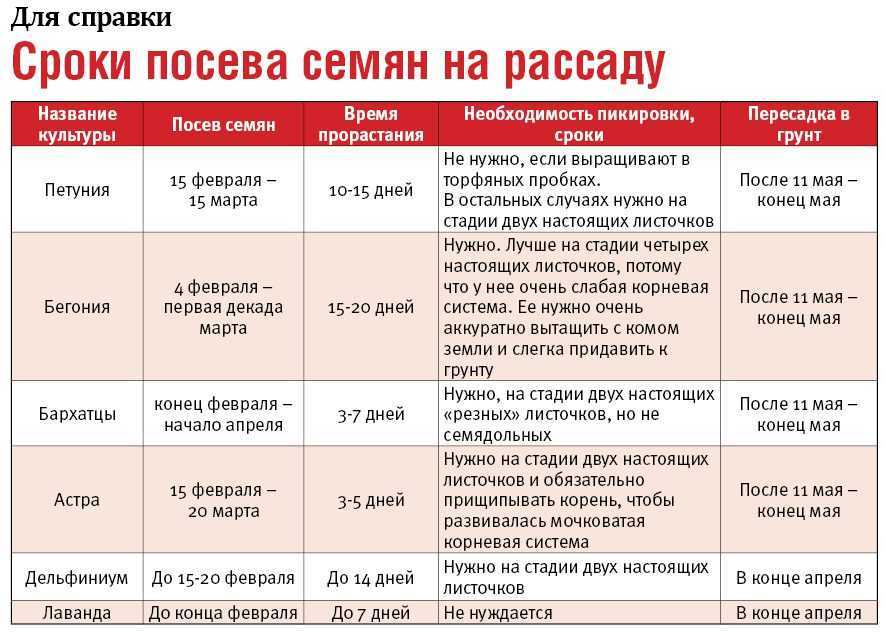 Катарантус - посадка и уход в открытом грунте, сорта и болезни | клуб цветоводов