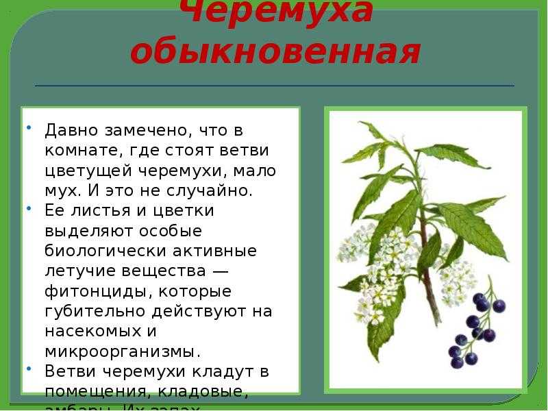 Мир растений. черемуха, или душистое дерево