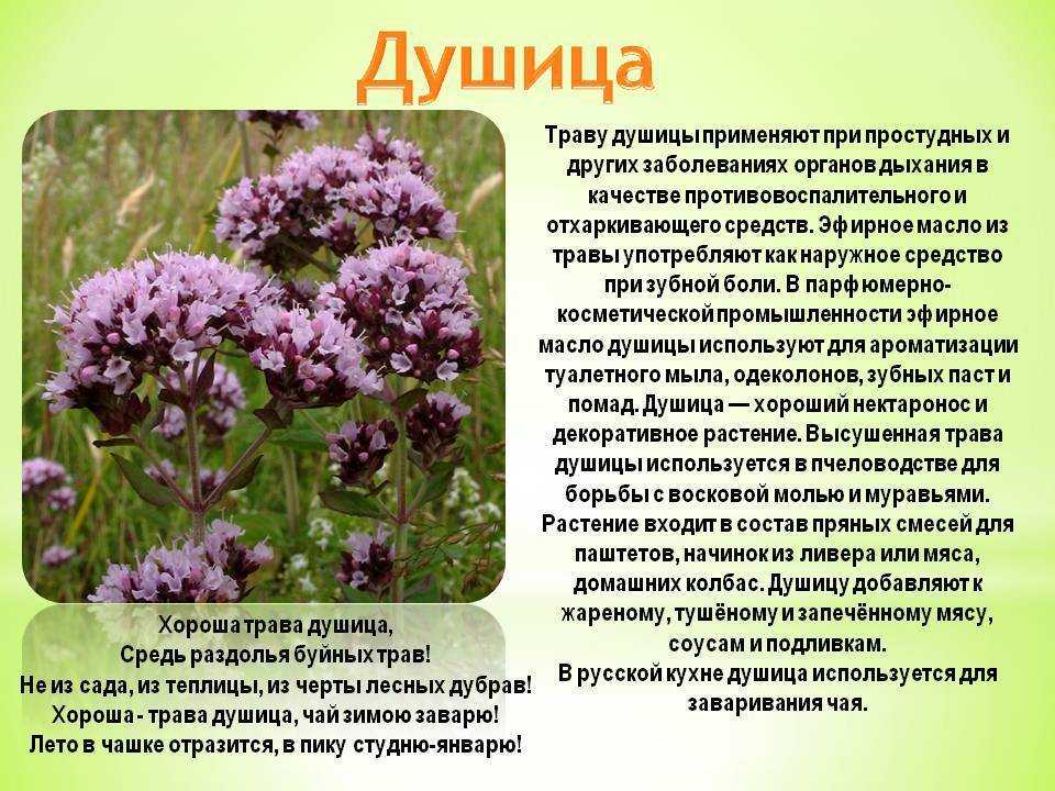 Иван-да-марья: легенды о цветке и его полезные свойства