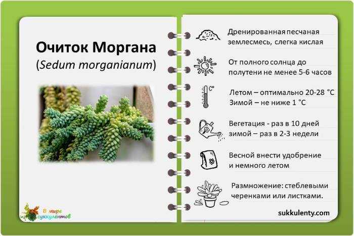 Очиток моргана (sedum morganianum): как выращивать дома и в саду