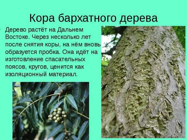 Бархат амурский: посадка и уход, описание