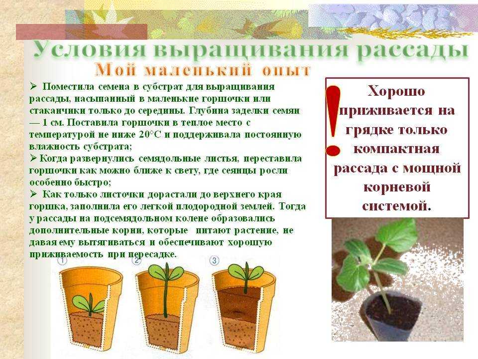 Стапелия. описание и уход в домашних условиях