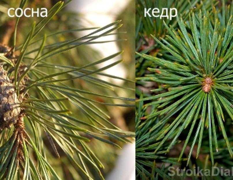 Сибирский кедр (сосна кедровая сибирская): описание вида, посадка, выращивание и уход
