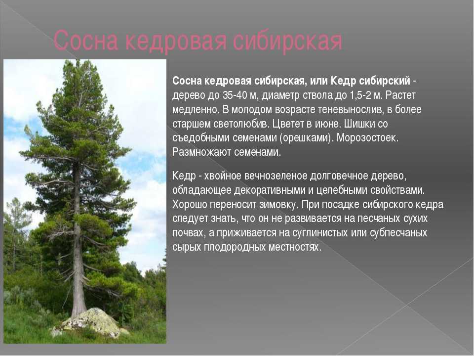 Сосна кедровая (47 фото): описание корейского кедра и других видов. отличия от обычного кедра. белый налет и другие болезни. посадка и уход