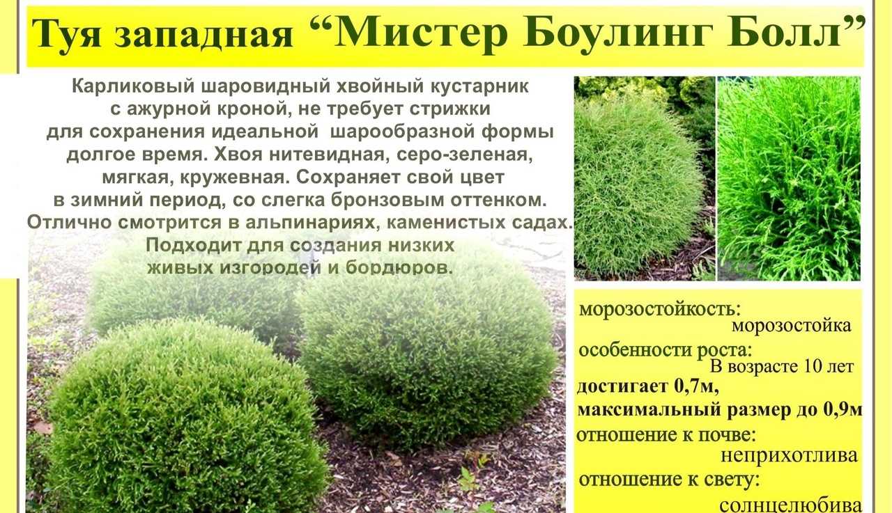 Когда сажать тую, чтобы она успешно укоренилась?