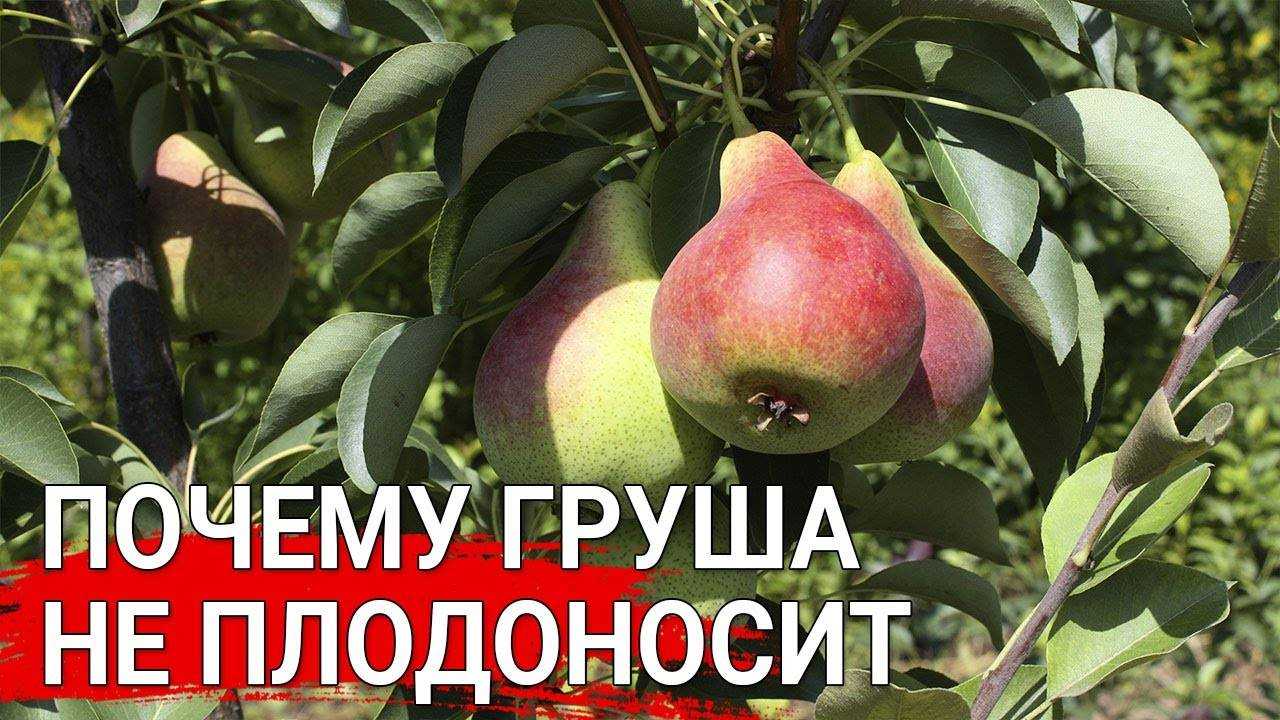 Как заставить грушу плодоносить: профилактические меры для устранения проблемы