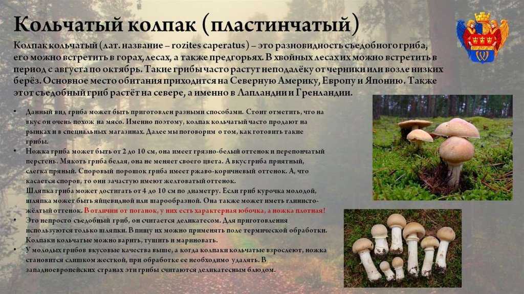 ✅ курочки грибы описание. описание гриба колпак кольчатый