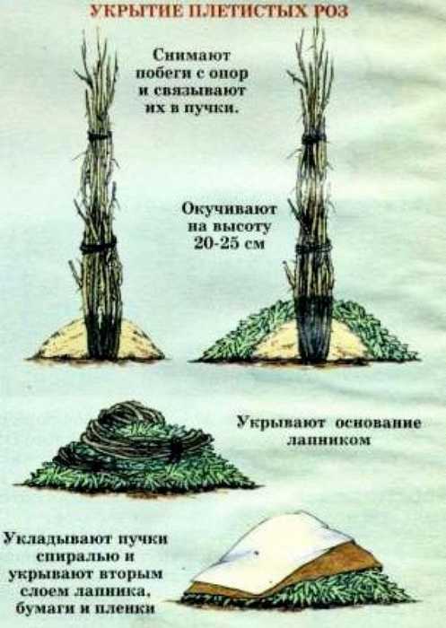 Уход за плетистой розой, подготовка к зиме