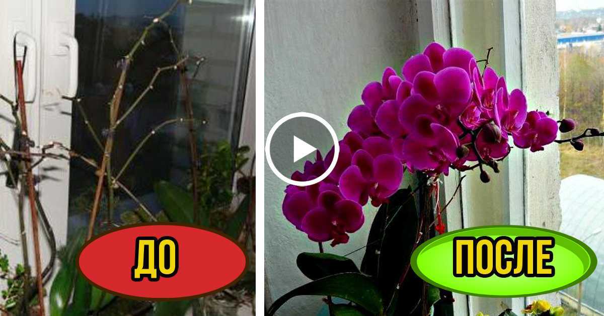 Новая орхидея. что обязательно нужно сделать после покупки орхидеи?