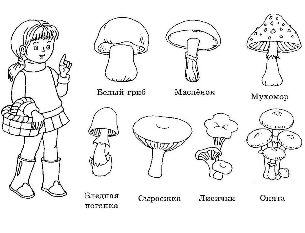 Грибы вешенки