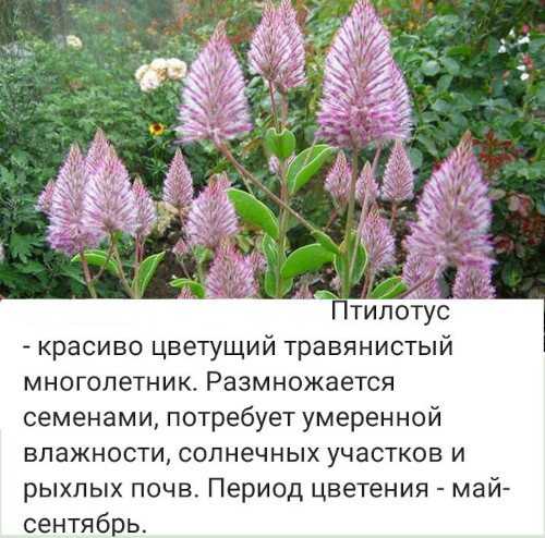 Чистец, или стахис шерстистый: описание, размножение, уход и полезные свойства