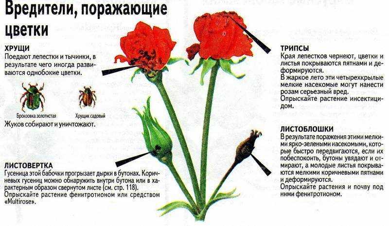 Черная пятнистость на розах: лечение болезни, чем обработать, описание болезни с фото, эффективные средства, устойчивые сорта розы