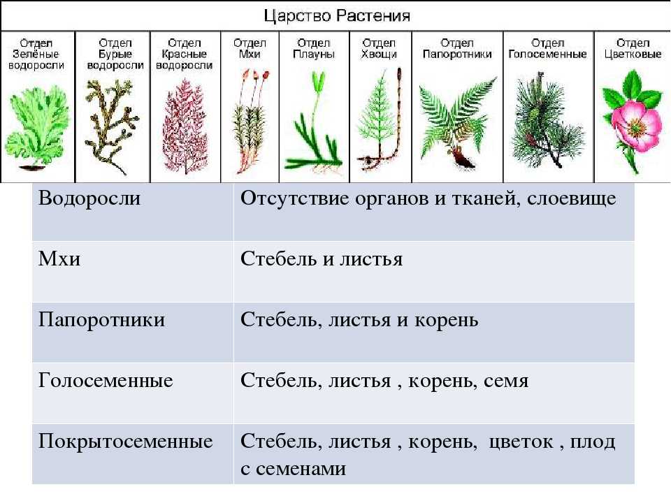 Уход за геранью в домашних условиях