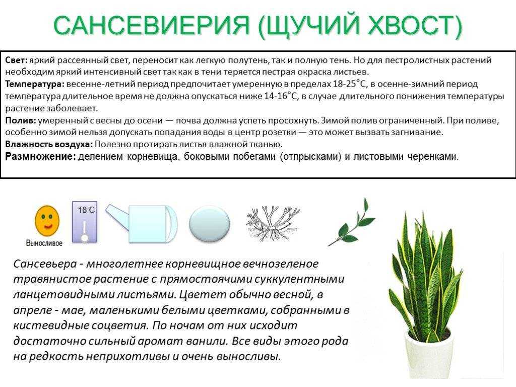 Сансевиерия хана — простит любые промахи ухода в домашних условиях. сорта, фото — ботаничка
