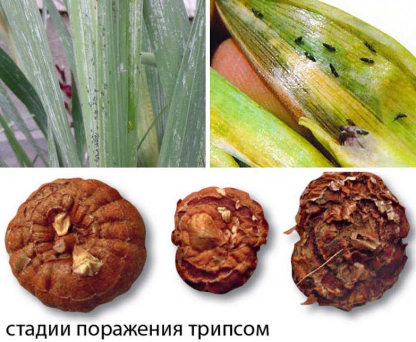Боремся с трипсами! как избавиться на комнатных растениях, на цветах, в огороде. фото — ботаничка