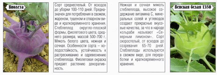 Лучшие сорта кольраби
