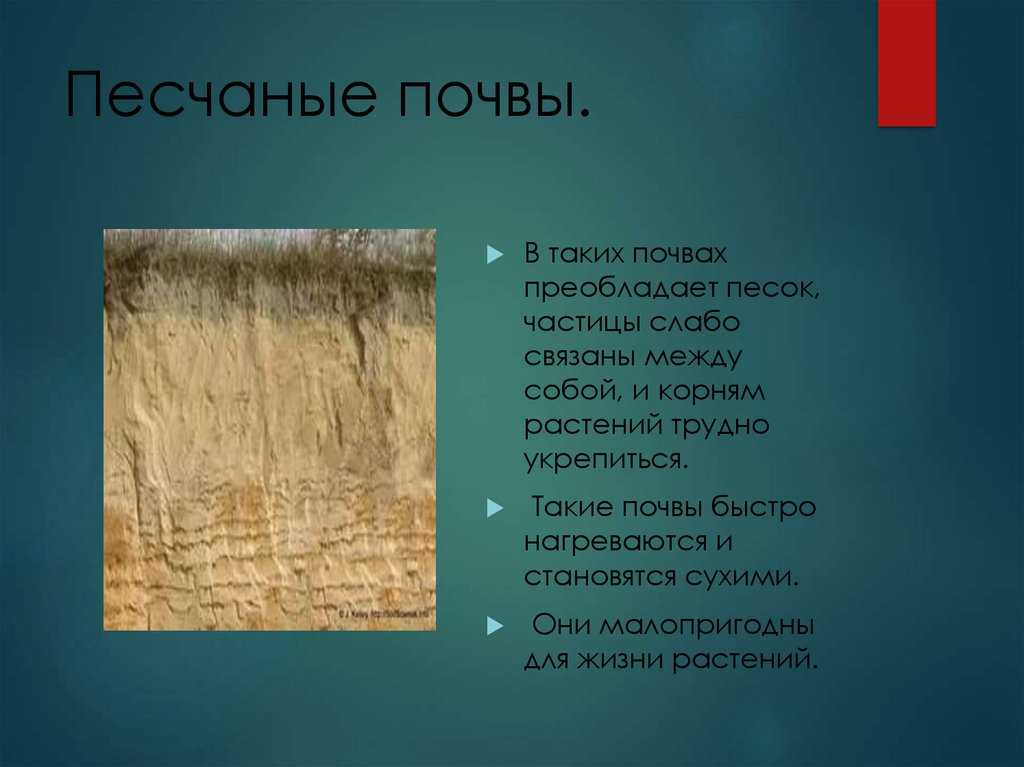 Портулак: посадка и уход, выращивание цветов