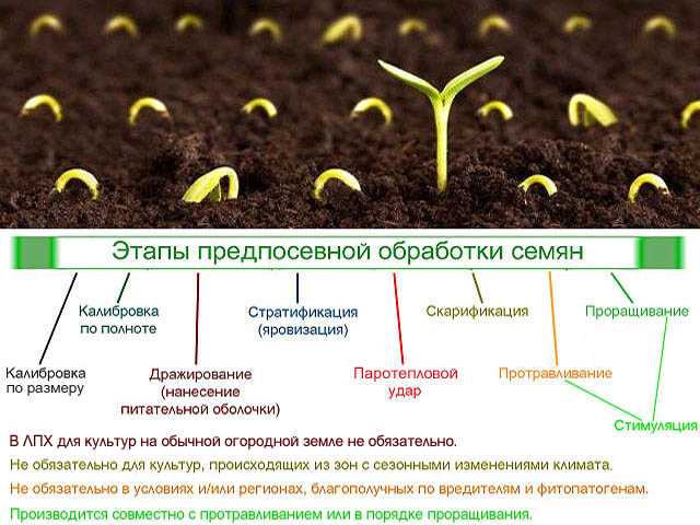 Как подготовить семена к посадке: перечень мероприятий