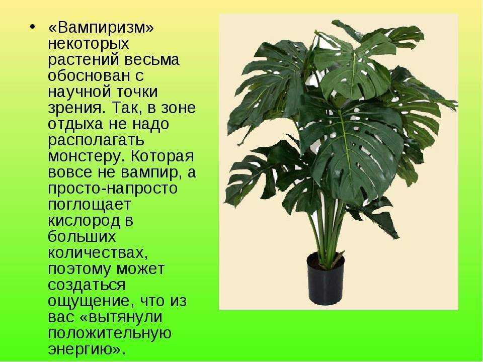 Можно ли держать цветок монстера дома: вредные свойства растения, приметы