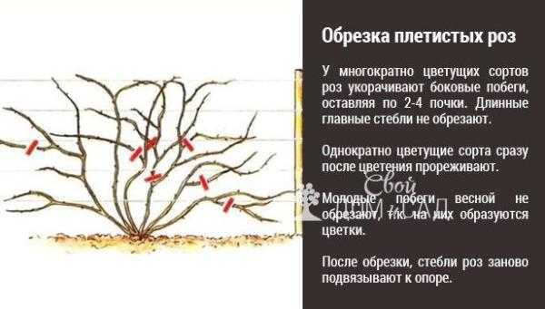 Обрезка плетистых роз — клаймеров и рамблеров