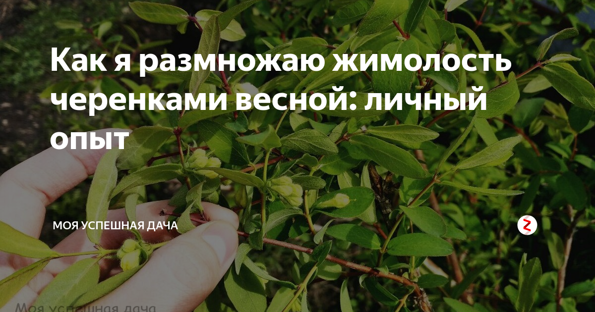 Когда и как посадить жимолость съедобную: схемы, сроки, правила