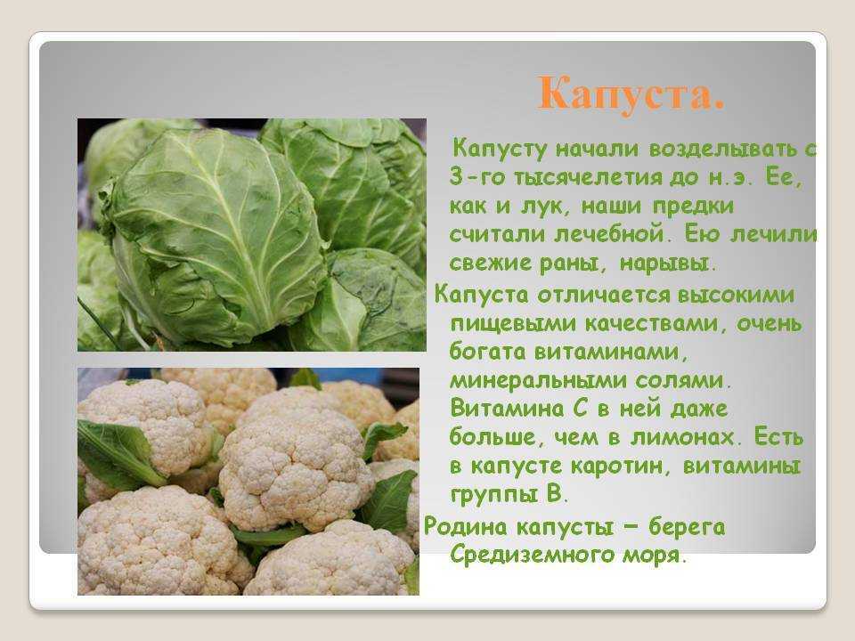 Квашеная капуста. свойства и секреты приготовления. почему квашеная капуста горчит?