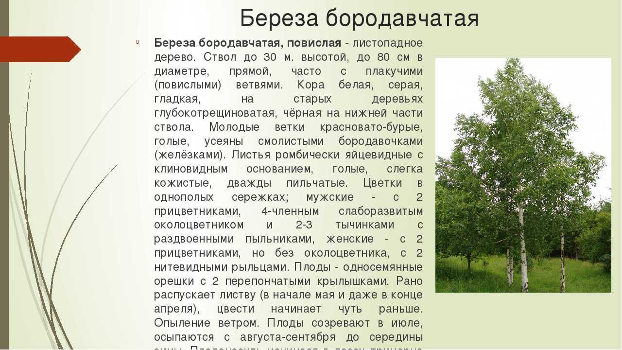 Исследовательская работа
«береза — символ россии» | дошкольное образование  | современный урок