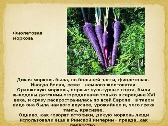 Изначально морковь была фиолетового цвета