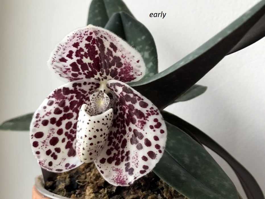 Травянистый многолетник орхидея пафиопедилум Paphiopedilum, либо Венерин башмачок, либо пафиопедилюм, является представителем семейства Орхидные