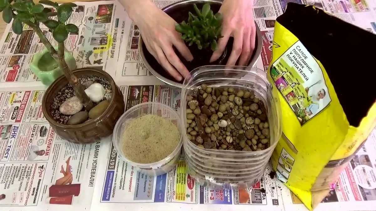 Как пересадить денежное дерево (толстянку) в другой горшок в домашних условиях: пошаговая инструкция