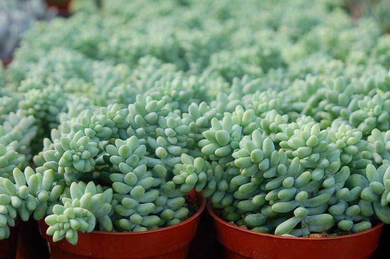 Очиток ложный: фото и описание сортов седум красная роза спириум или sedum spurium coccineum, триколор, dragons blood и других, а нюансы посадки и ухода за цветкомдача эксперт