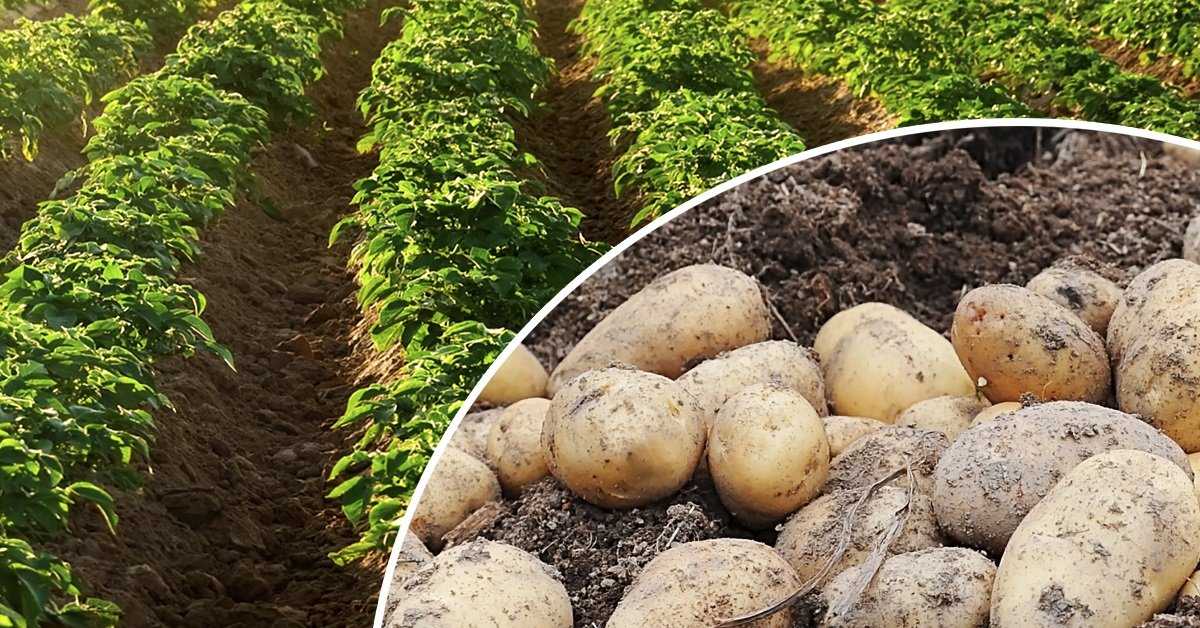 Лучшие сорта и виды картошки для выращивания