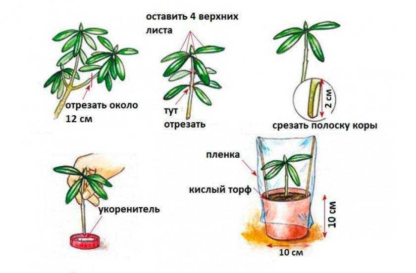 Из статьи вы узнаете о размножении азалии семенами и увидите фото, как они выглядят Как вырастить рододендрон этим методом в домашних условиях, когда лучше посадить и как это правильно сделать Каким должен быть уход после посева