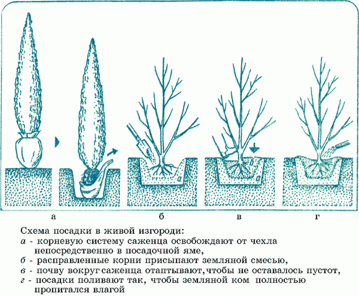Когда сажать хвойные растения в саду