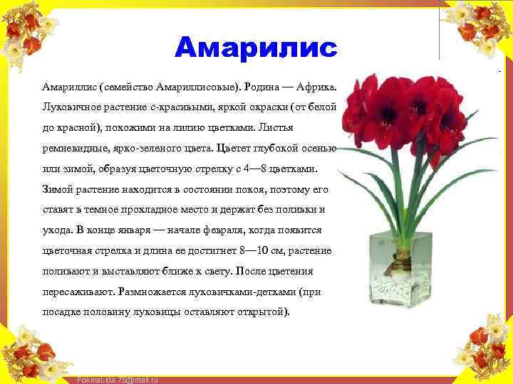 Амариллис: посадка и уход в домашних условиях за амариллисовым цветком