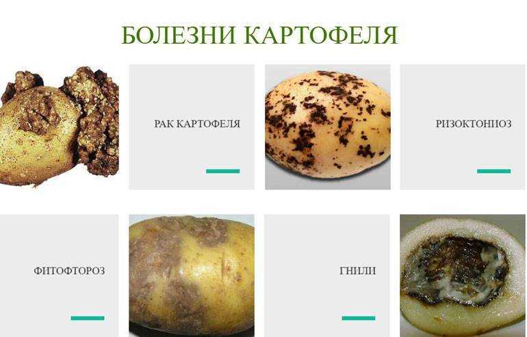 Фузариозное увядание томатов: признаки болезни и лечение