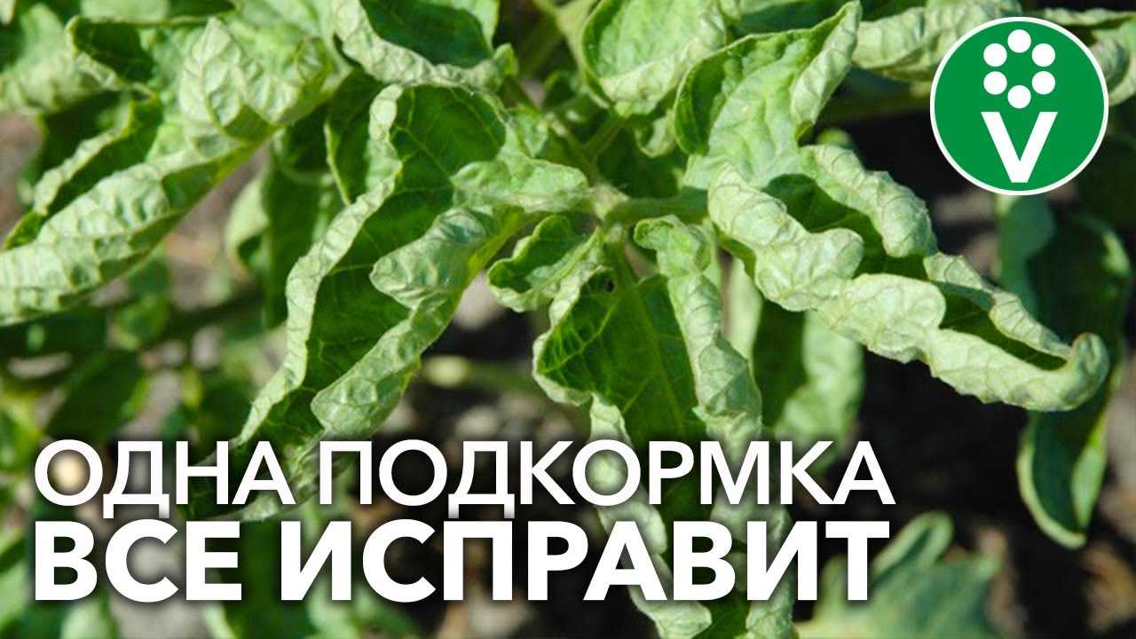 Универсальное применение ботвы помидоров в огороде
