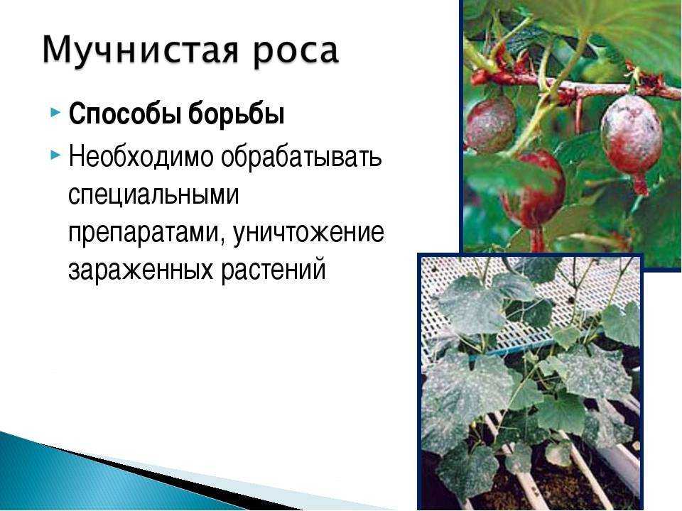 Ложная мучнистая роса или пероноспороз огурцов: лечение | топ огород